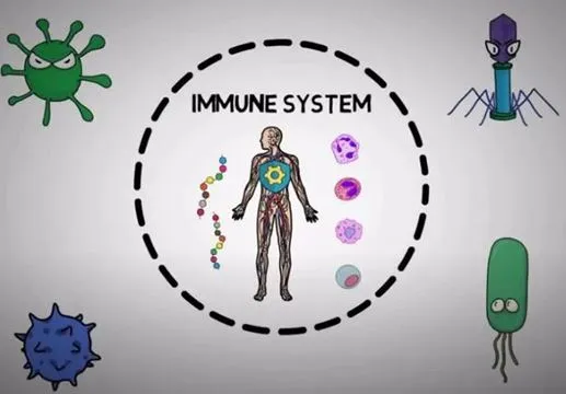 Rhodiola Rosea extract2