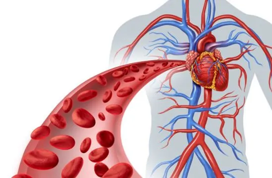 Rhodiola Rosea extract1