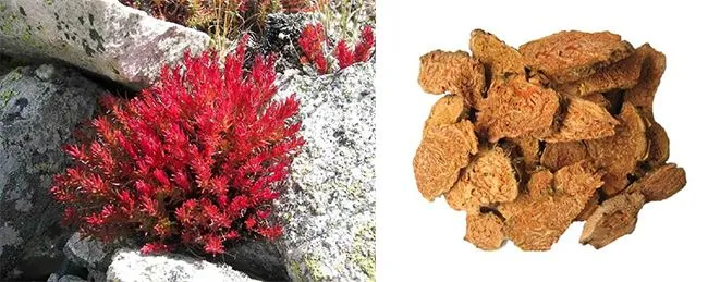 Rhodiola Rosea Extract